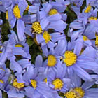 photo of flowers for  Mildred J. (Martin) Fielder