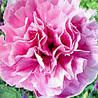 photo of flowers for  Linda L. (Pierce) Mortin